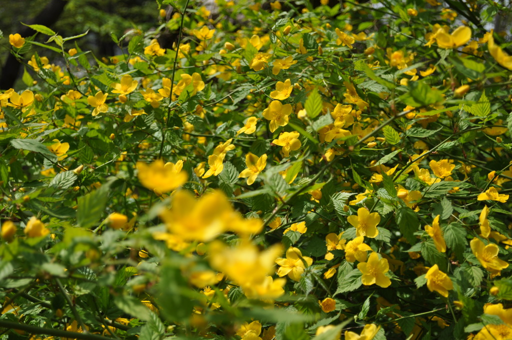 植物園８