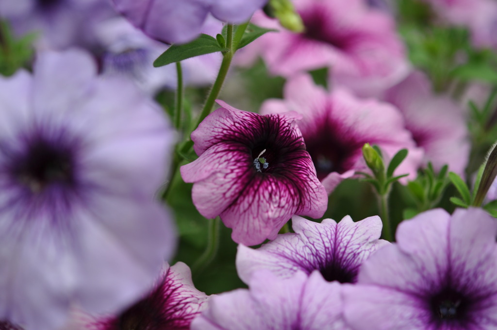 きれいな花１