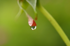 雨上がりの１枚