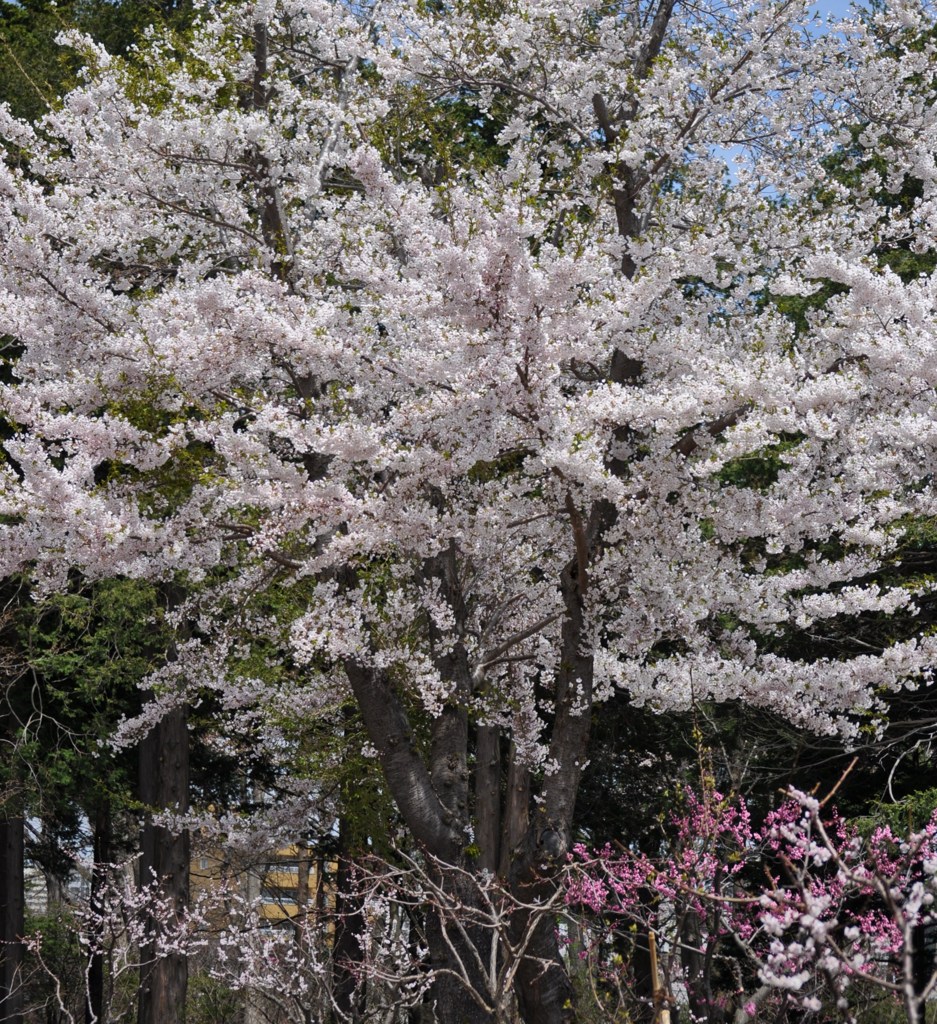 jingu8