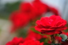 真っ赤なバラの花をあなたへ・・・