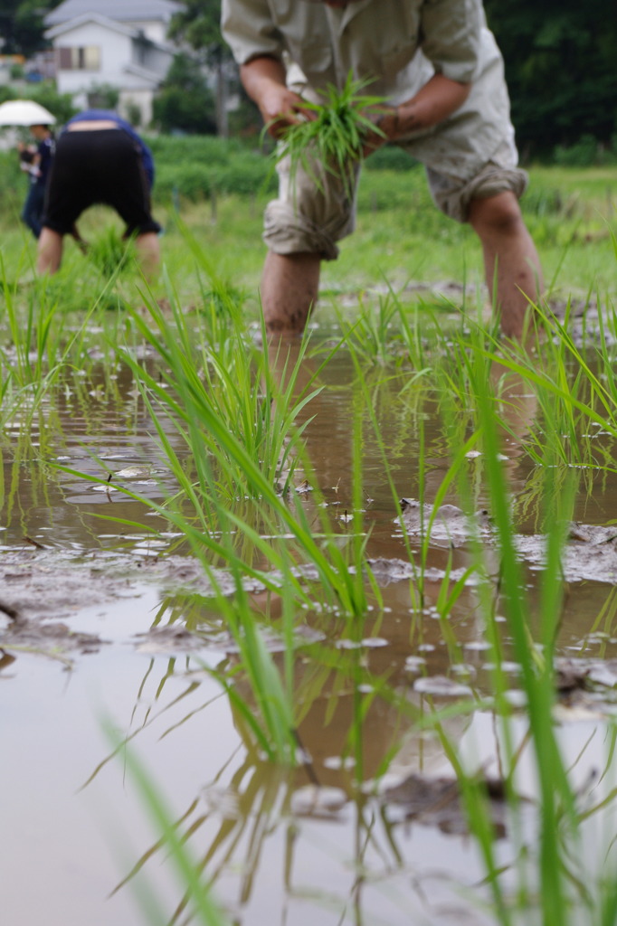 田んぼ