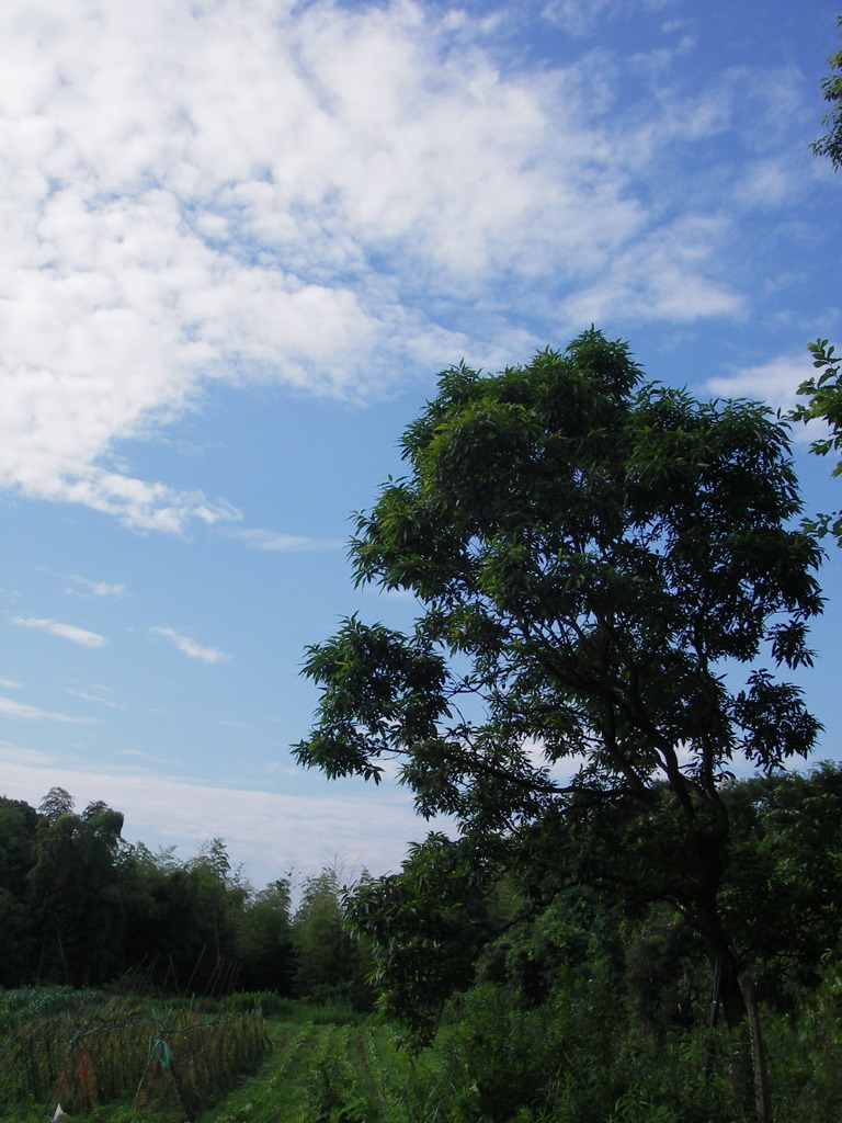 夏