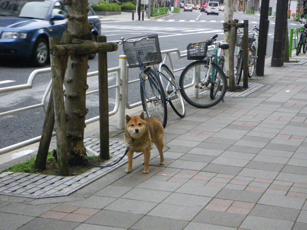 いぬ