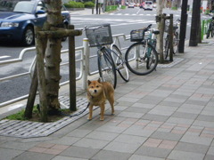 いぬ