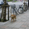 いぬ