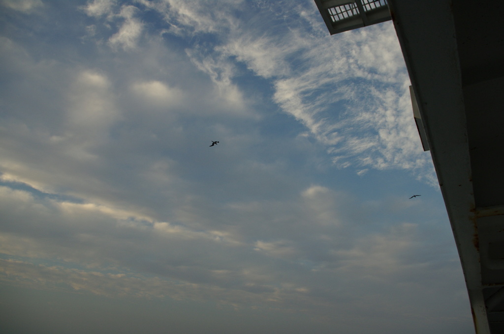 海鳥と空