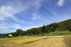 晴天の稲刈