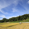 晴天の稲刈