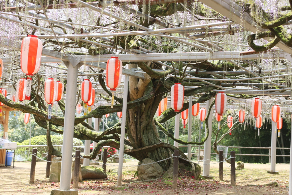 長正司公園　藤棚５部咲