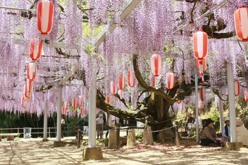 長正司公園　藤棚見頃