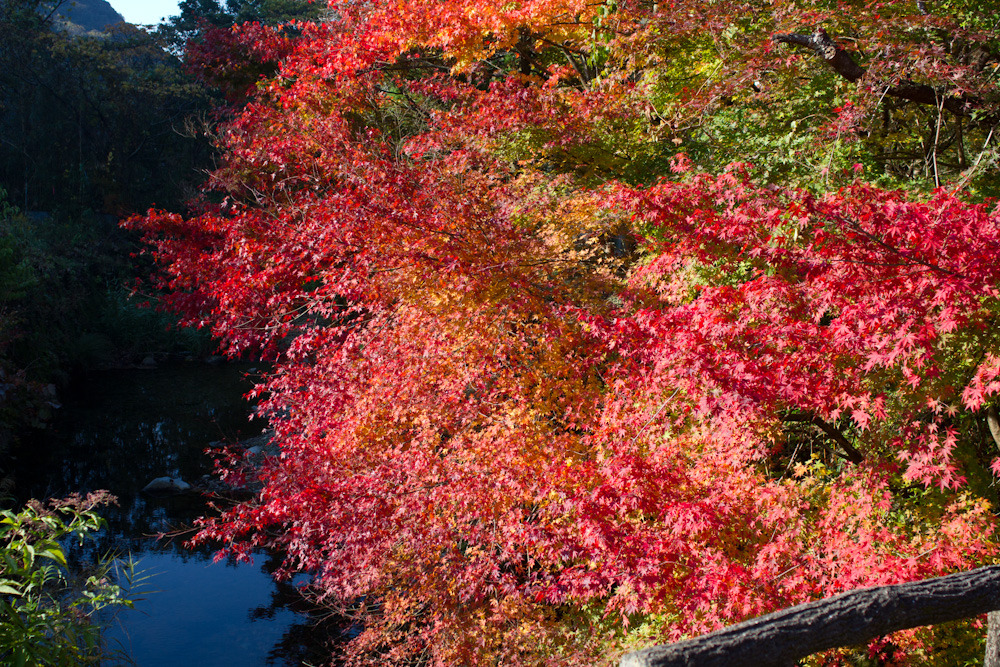 石柱渓の紅葉