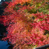 石柱渓の紅葉