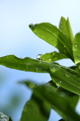 雨粒