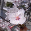 咲いた