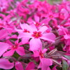 ぴんくピンクPink