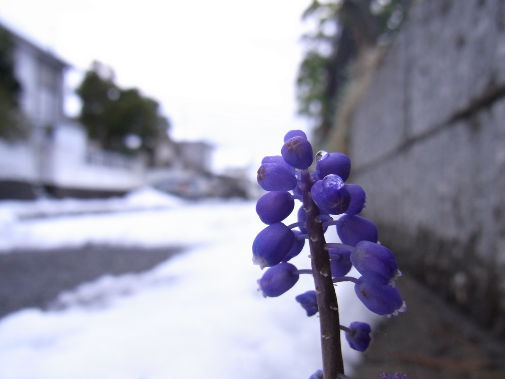 ４月なのに