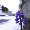 ４月なのに