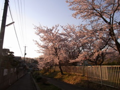 夕桜