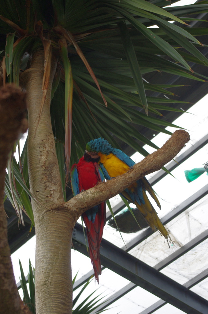 インコの接吻