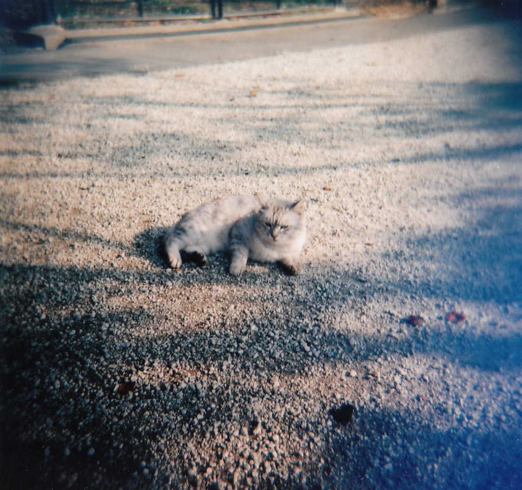 でぶねこ