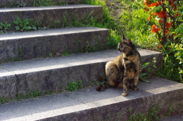 鴨川ねこ