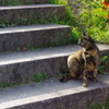 鴨川ねこ