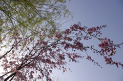 桜と柳