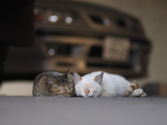 sleeping...