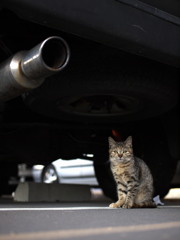 私の車ですが何か