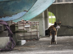 港のねこ