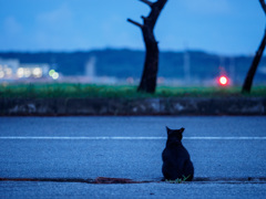 故郷を思う