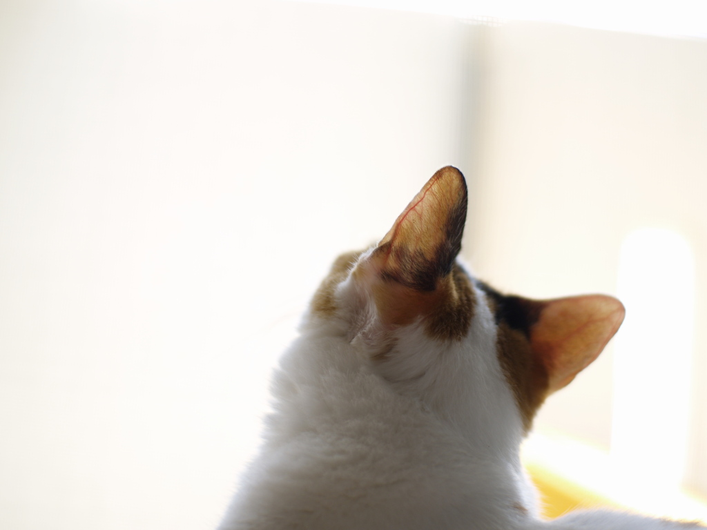 あう～