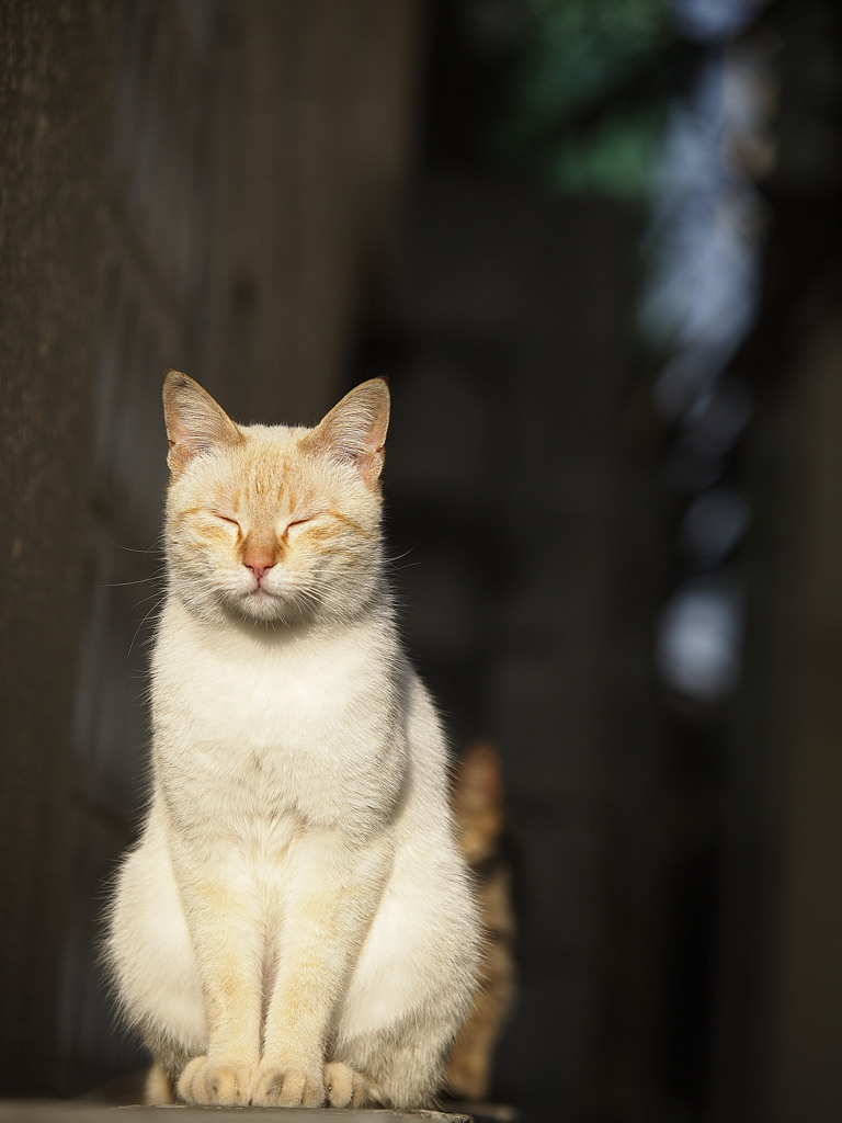 並んでみた