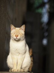 並んでみた