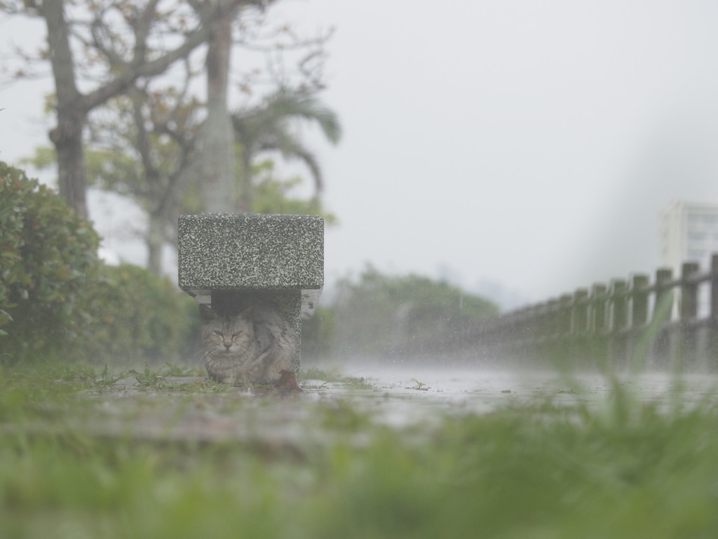 雨ニモ負ケズ