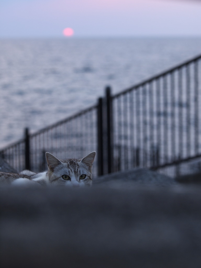 日暮れ時