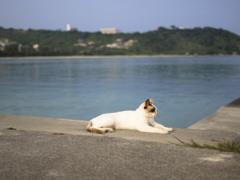 海には猫でしょ