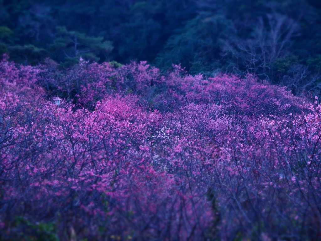緋寒桜