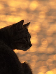 猫と小判