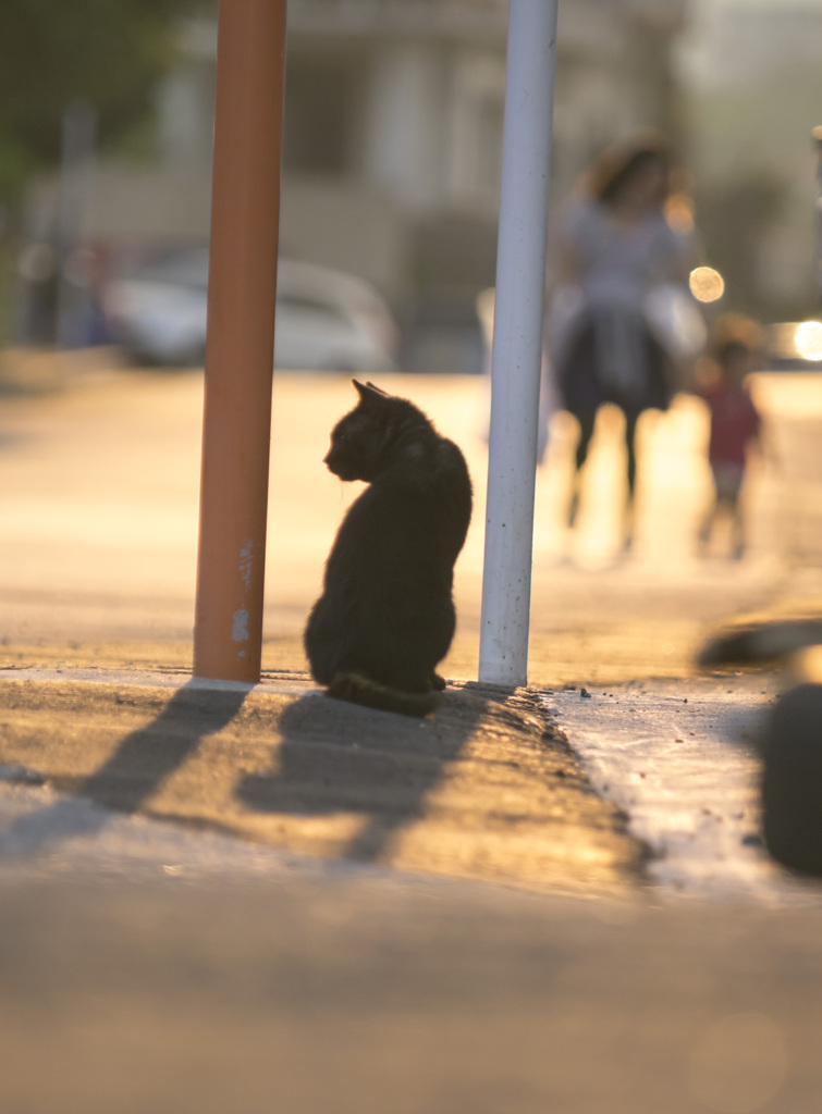 猫と親子