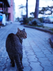 あっしには関わりのないことで
