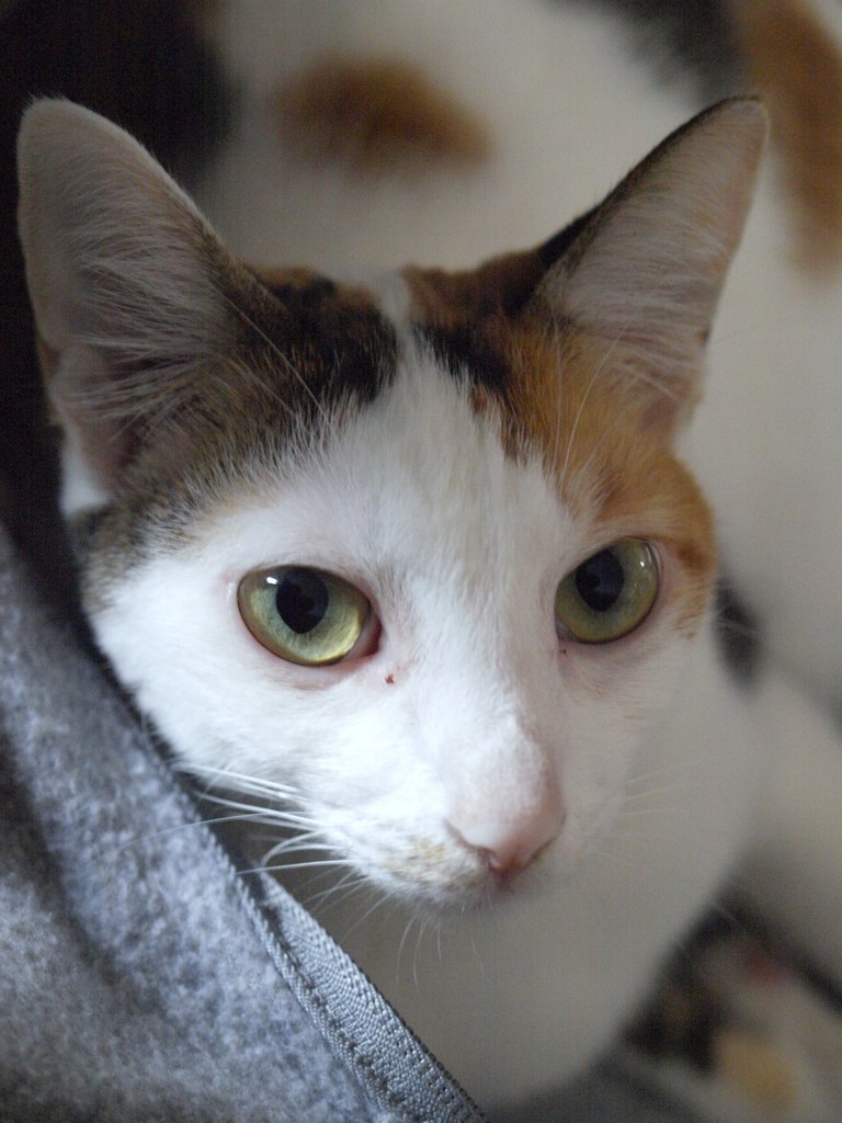 私、かわいいでしょ？