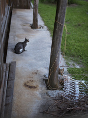 猫のいる庭先