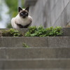 ポインテッド猫