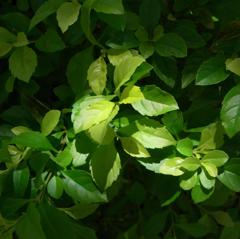 スポットライト