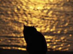 ねこと小判