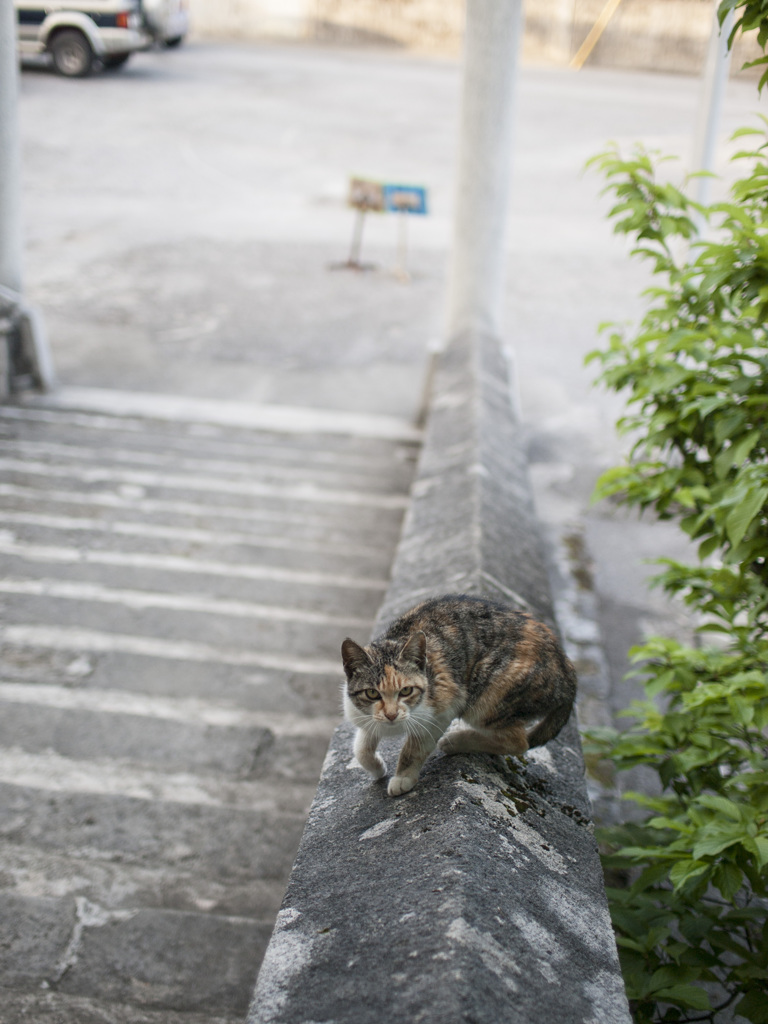 にゃーお