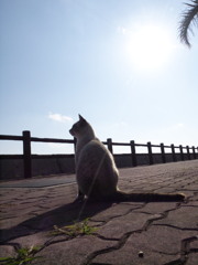 甲羅干しです