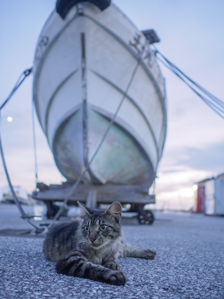 ネコと船